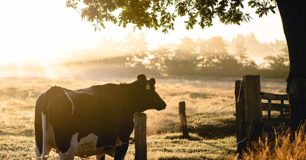 Heard of ‘Buy a Bale’? Now it’s ‘Buy a Cow’ to Help Our Farmers
