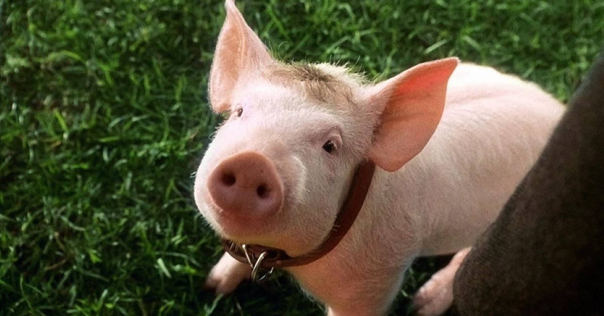 Babe. What a Pig Taught Me about the Secret to Success