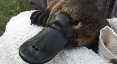 UNSW-Science-Platypus-research-image-1-Picture-by-UNSW-a-2.jpg