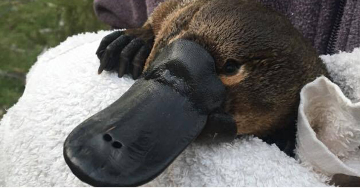 The Platypus is Under Serious Threat, and Scientists are Calling for National Action