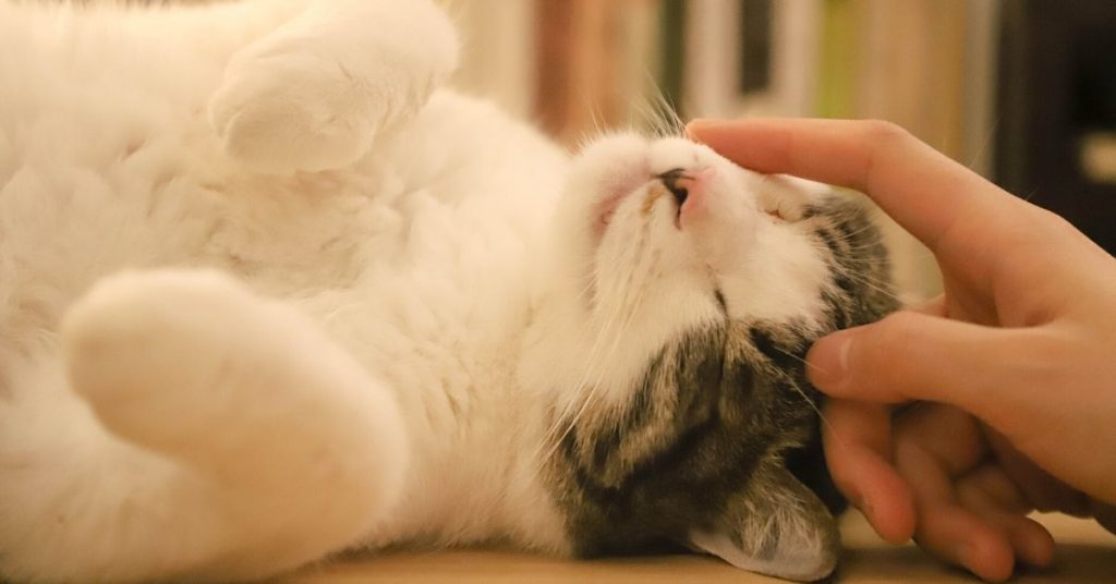photo of a hand stroking a kitten's head
