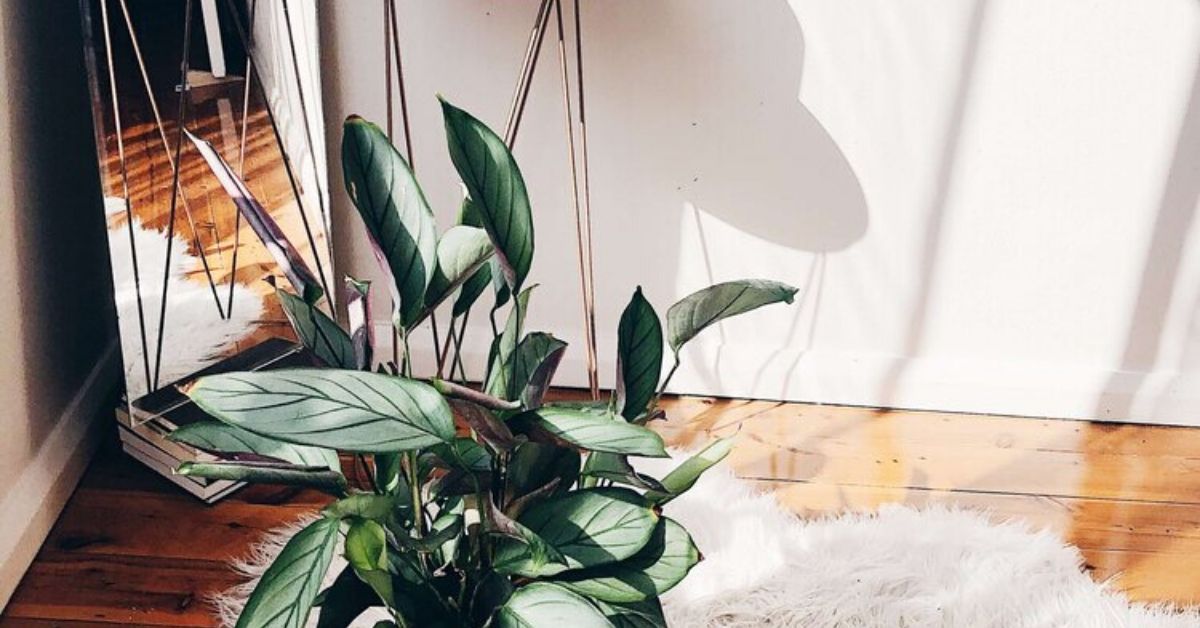 The Best Indoor Plants