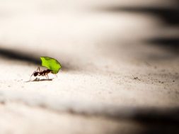 ant-leaf-vlad-tchompalov-unsplash.jpg