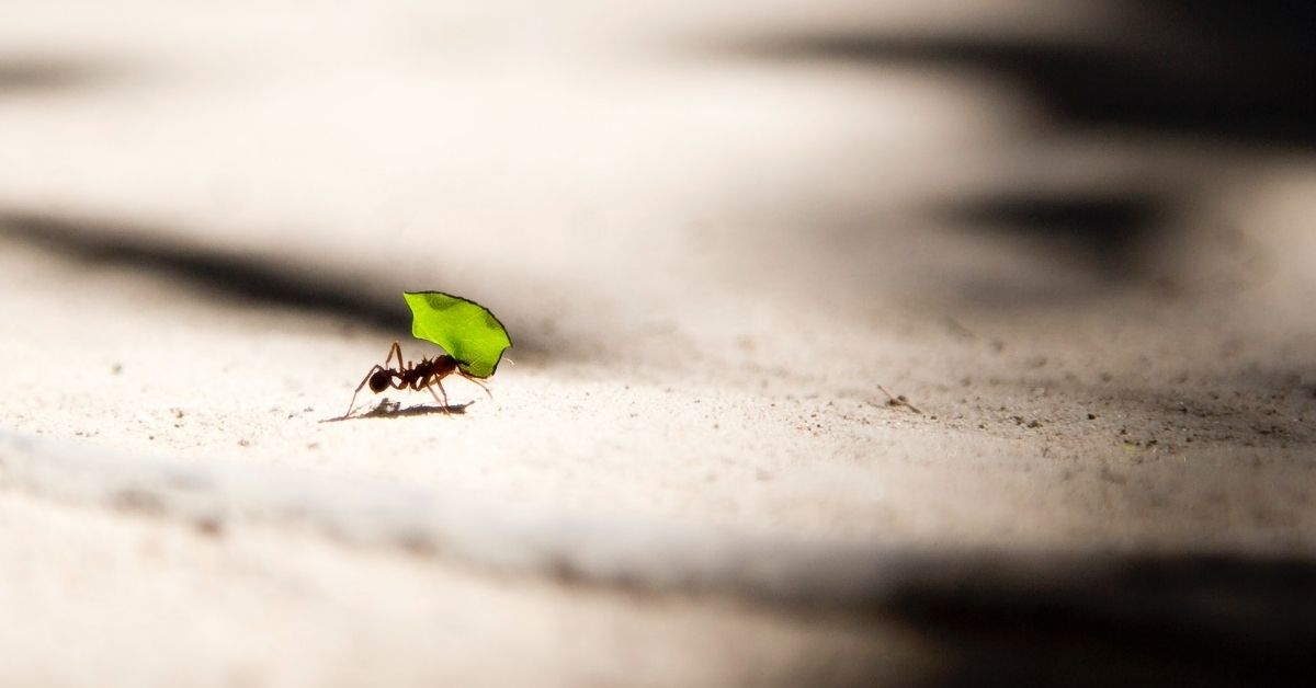 Learning From the Ant: A Money Lesson
