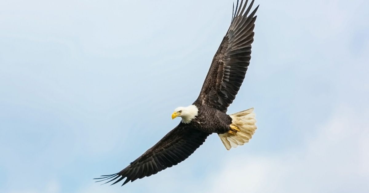 How to Soar on the Wings of Eagles