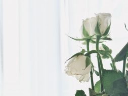white-roses-thea-hdc-unsplash.jpg