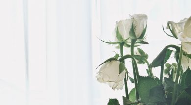 white-roses-thea-hdc-unsplash.jpg