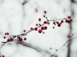 Berries-in-winter.jpg