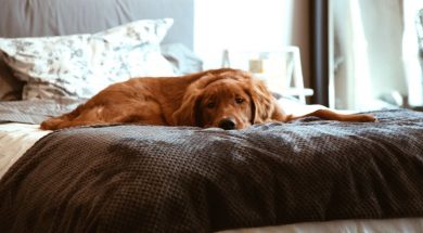 Dog-lying-on-bed-by-Conner-Baker-on-Unsplash-.jpg