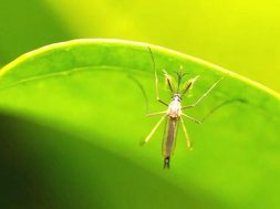 Mosquito-on-a-green-leaf.jpg