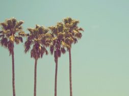 Palm-trees-by-Ev-on-Unsplash.jpg