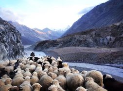 Shepherd-and-sheep-by-Steven-Lasry-Unsplash.jpg