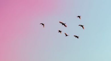 Birds-in-blue-and-pink-sky-by-Gauravdeep-Singh-Bensal.jpg