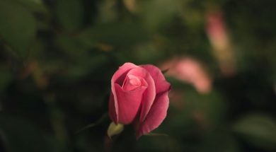 Pink-rose-in-a-garden-by-Caleb-Woods-unsplash.jpg
